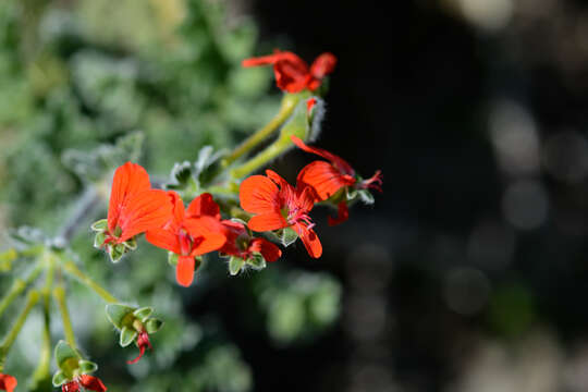 Image of Pelargonium fulgidum (L.) L'Her.