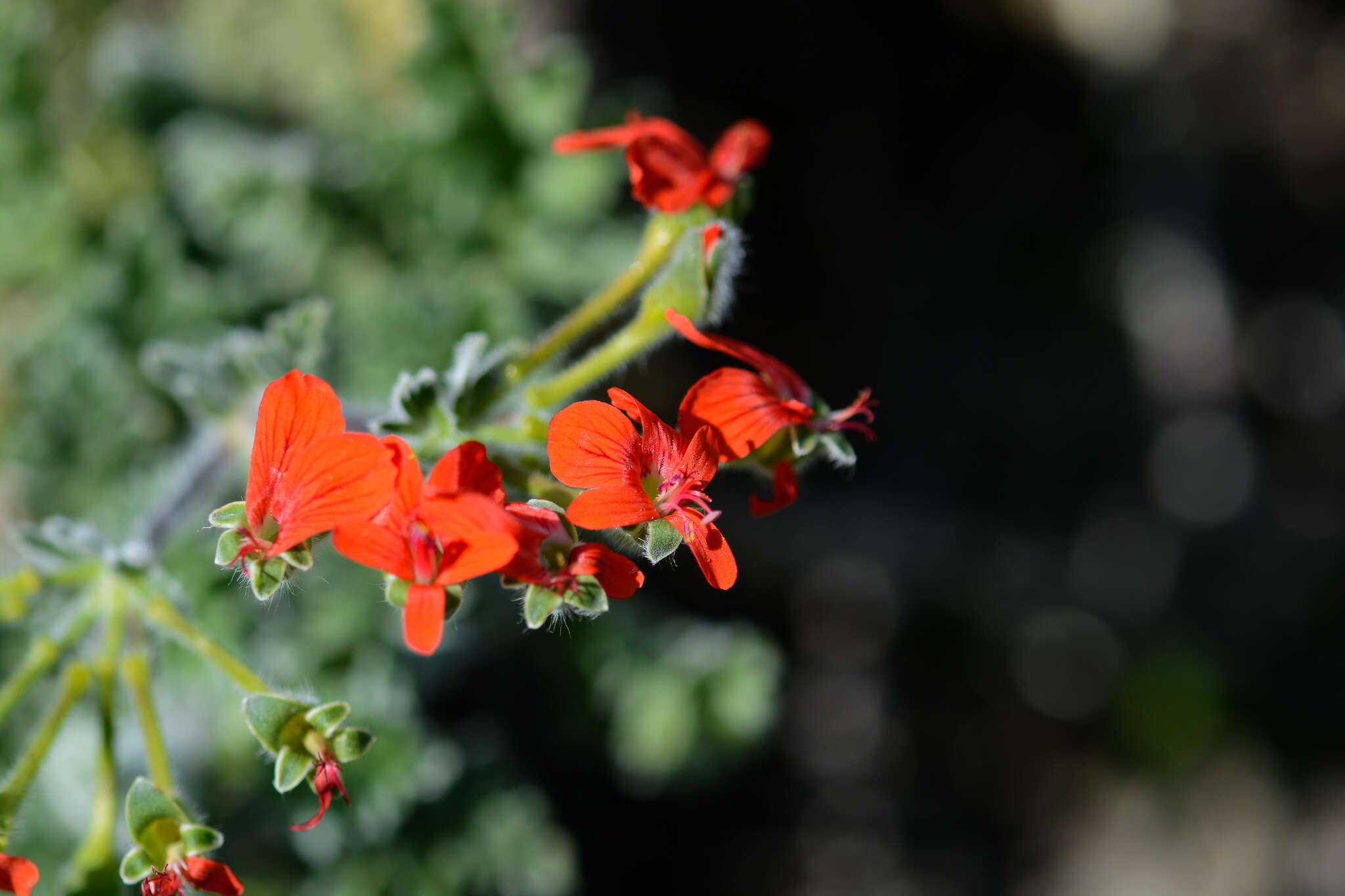 Image of Scarlet pelargonium