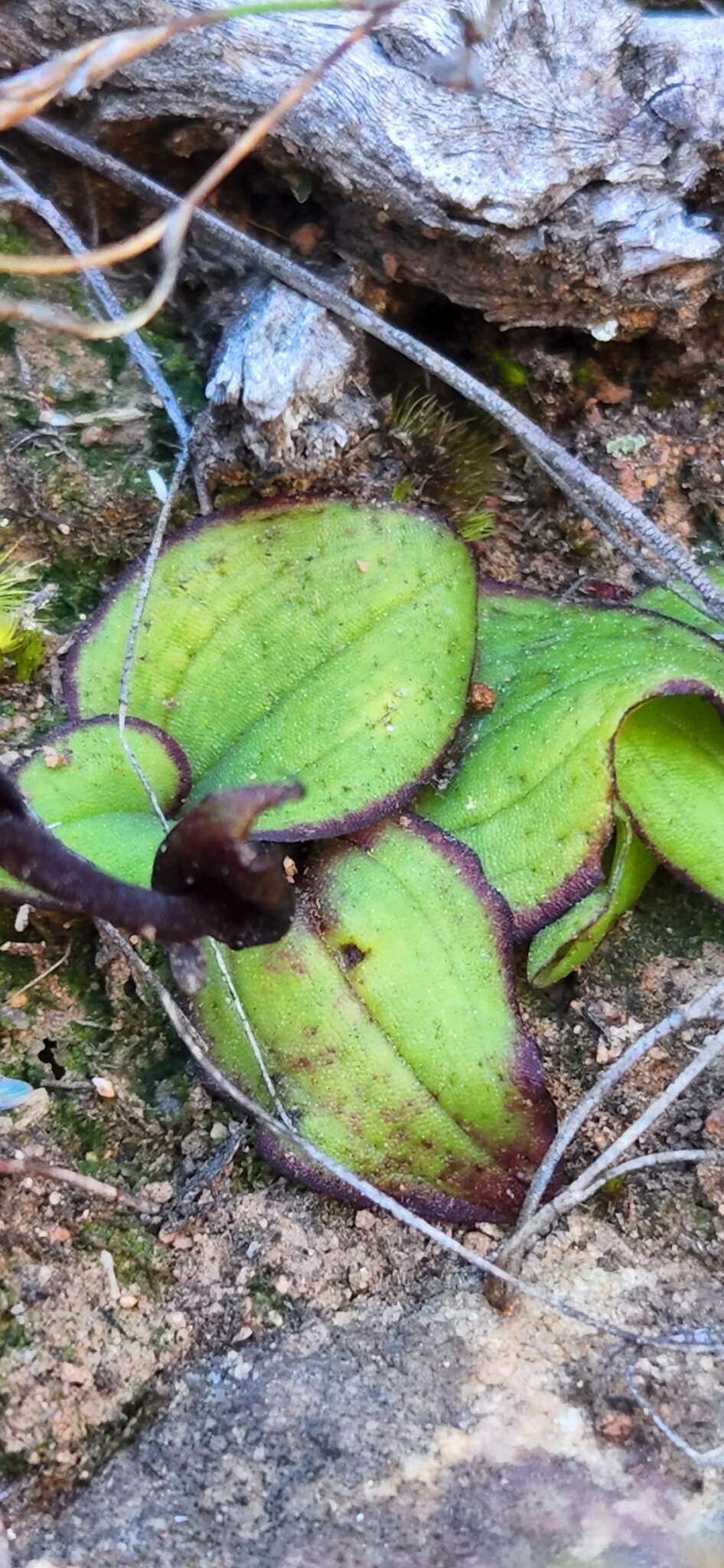 Satyrium pygmaeum Sond. resmi