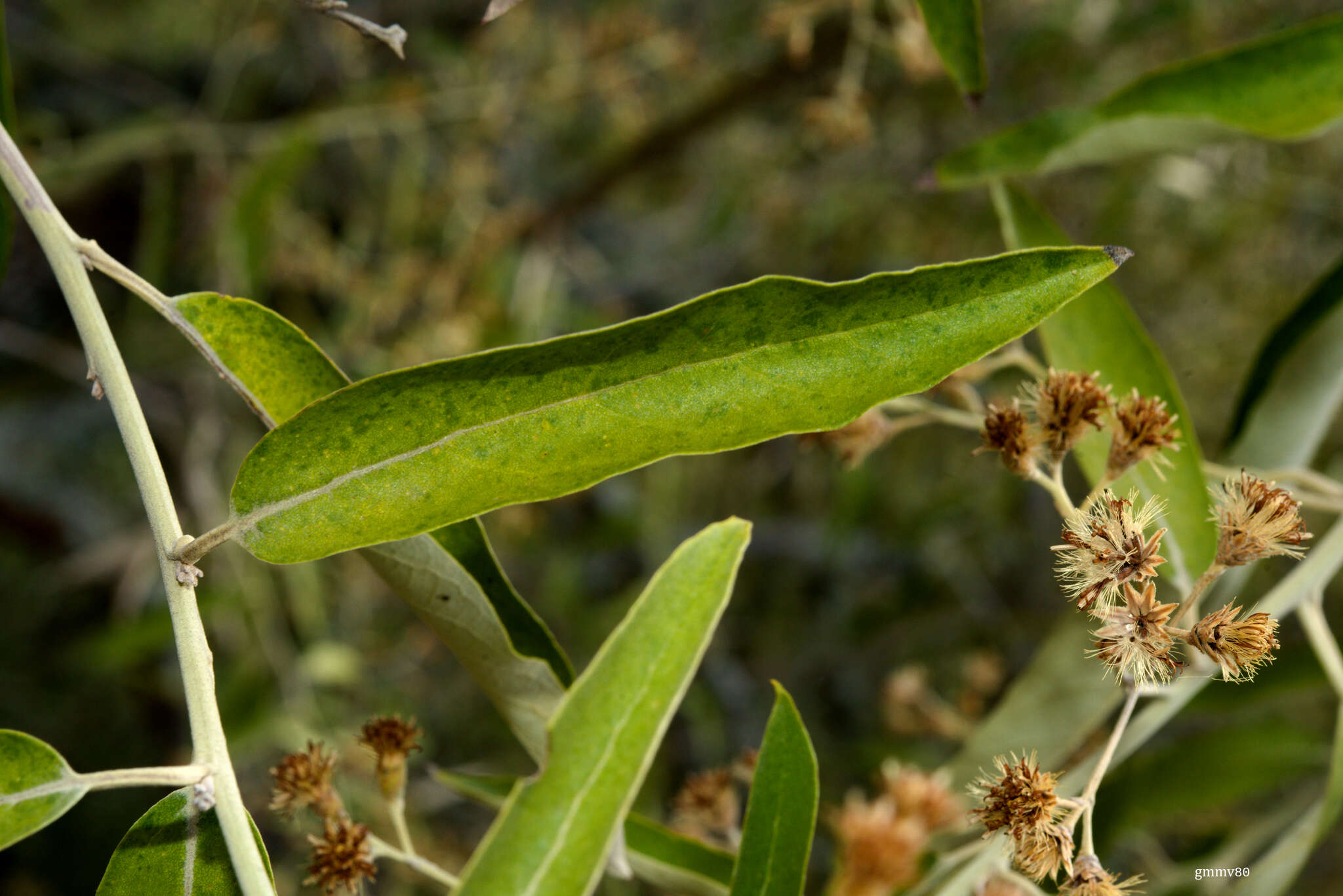 صورة Moquiniastrum polymorphum subsp. ceanothifolium (Less.) G. Sancho