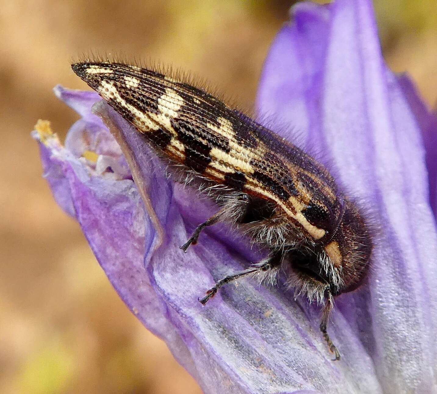 Imagem de Acmaeodera hepburnii Le Conte 1860