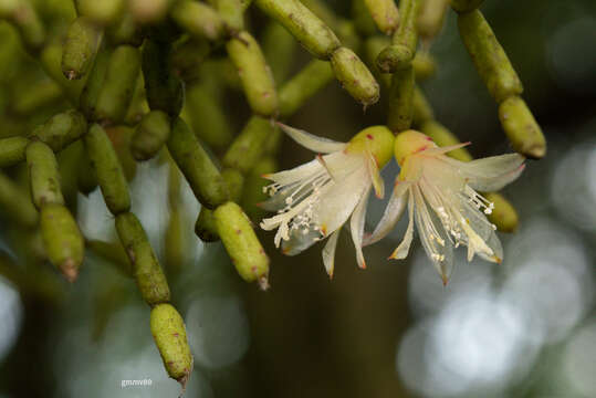 Rhipsalis cereuscula Haw.的圖片