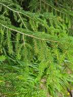 Image of Caucasian Spruce