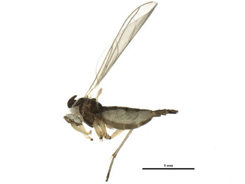 Image of <i>Ctenosciara hyalipennis</i> (Meigen 1804)