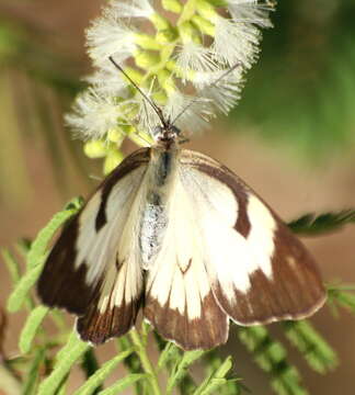 Image of Caper white