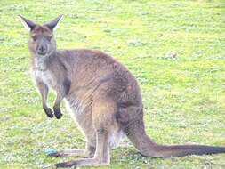 Image of Kangaroo Island Kangaroo