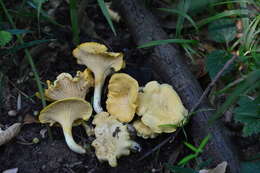 Image de Cantharellus ferruginascens P. D. Orton 1969