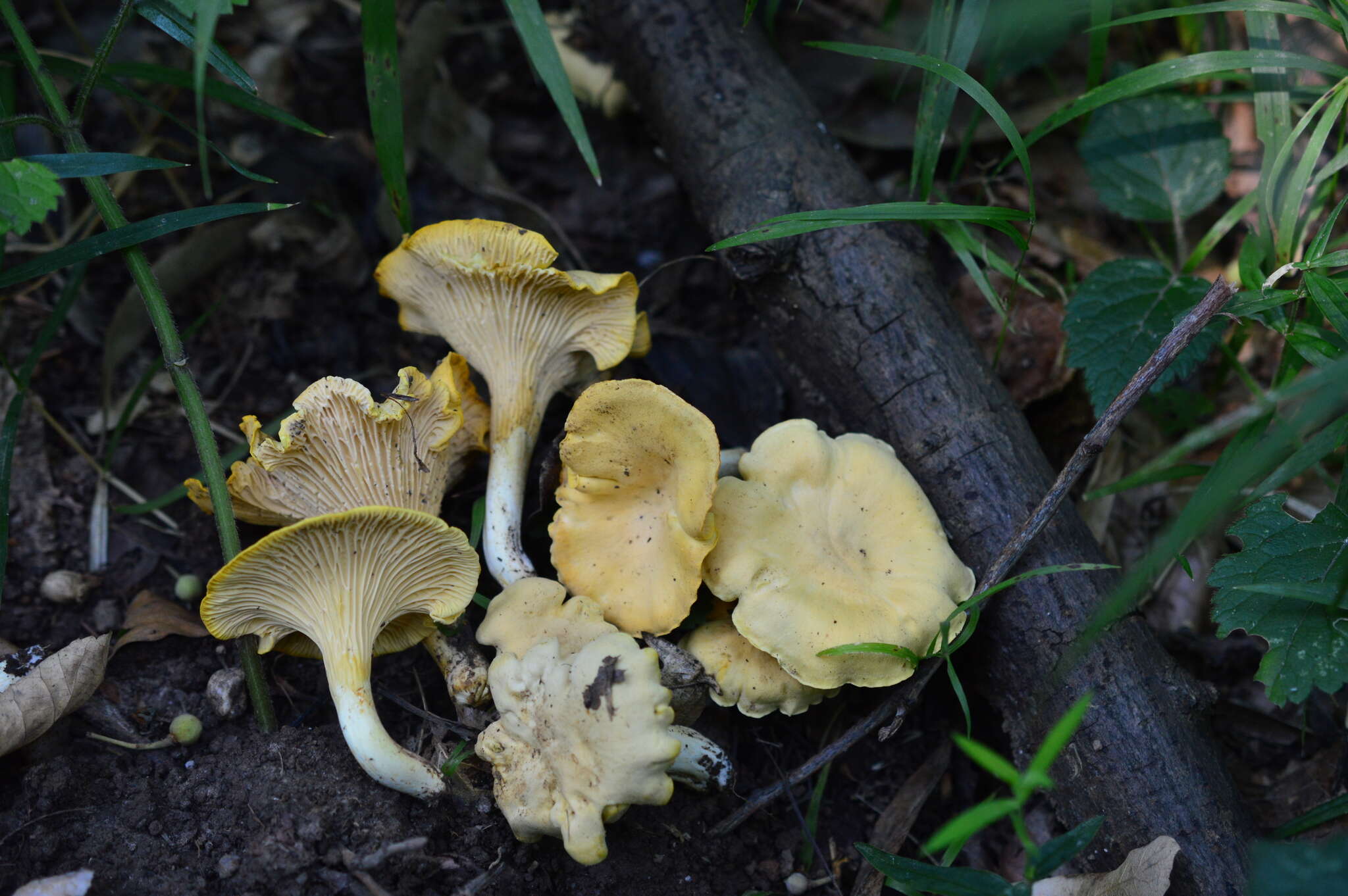 Image of Cantharellus ferruginascens P. D. Orton 1969