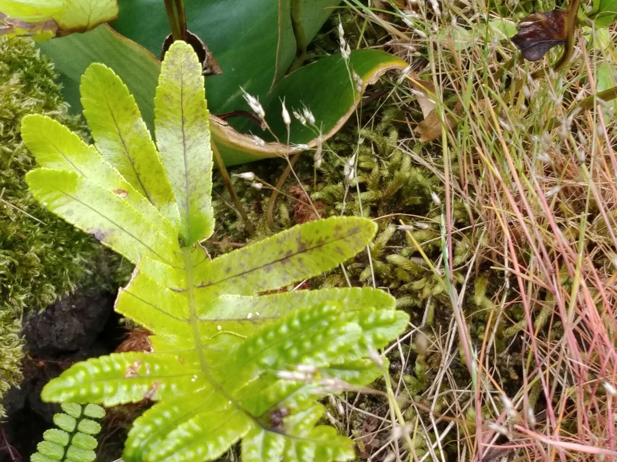 Plancia ëd Polypodium macaronesicum subsp. azoricum (Vasc.) F. J. Rumsey, Carine & Robba