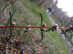 صورة Hypocalymma robustum (Endl.) Lindl.