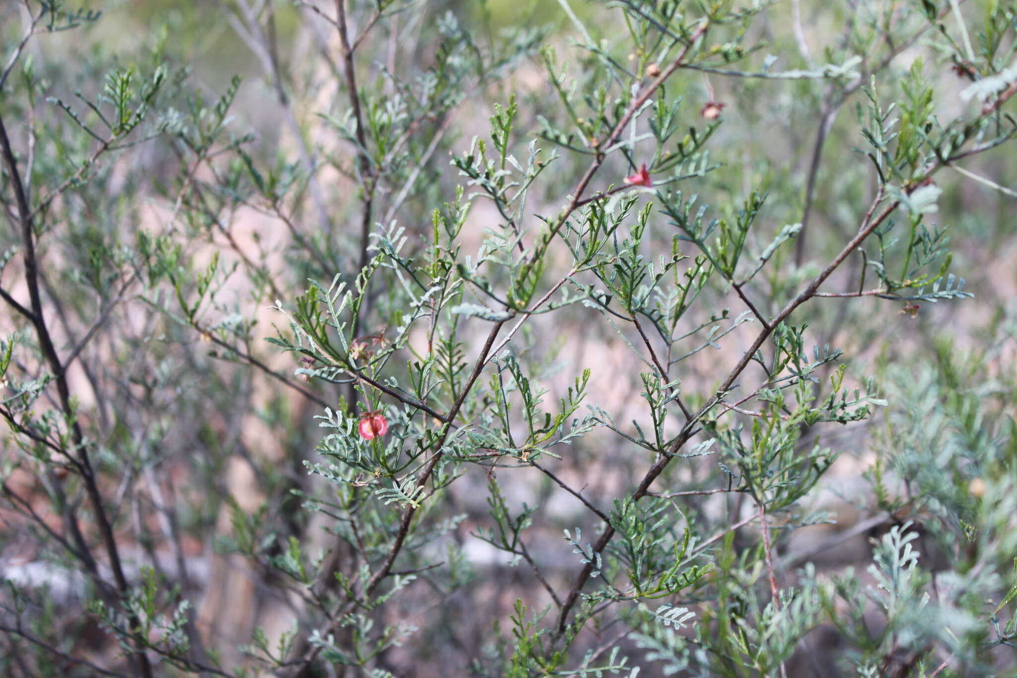 Image of Dodonaea sinuolata subsp. acrodentata J. G. West