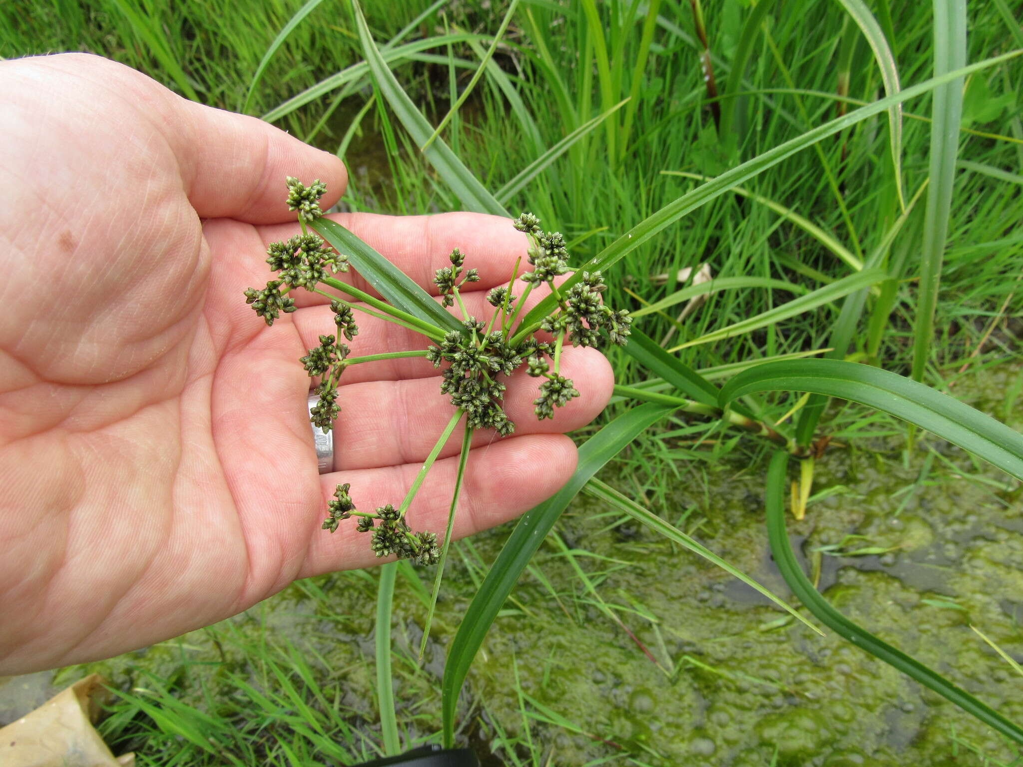 Image of panicled bulrush