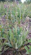 Image of blue nodding locoweed