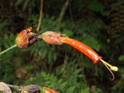 Sanchezia rubriflora Leonard resmi