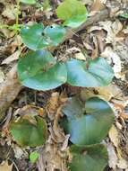 Image of Asarum rosei Sinn