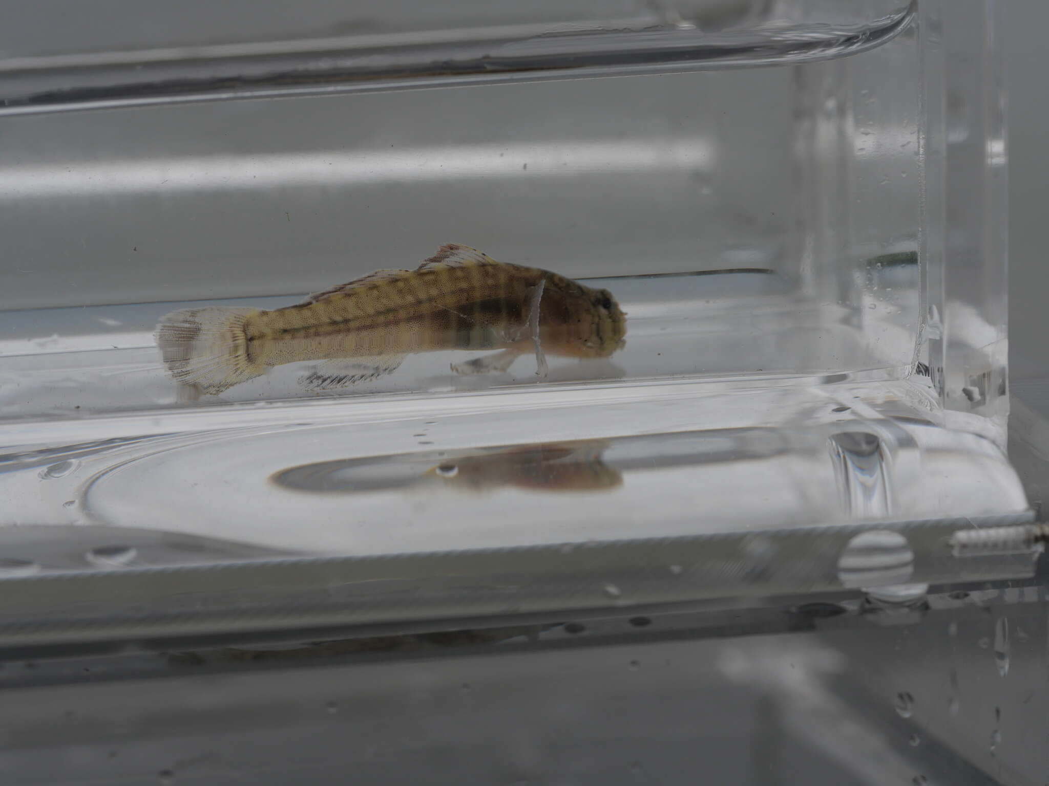 Image of Naked Goby