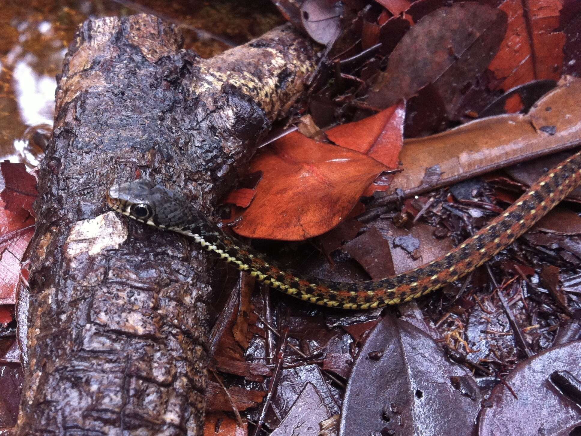 Imagem de Xenochrophis maculatus (Edeling 1864)