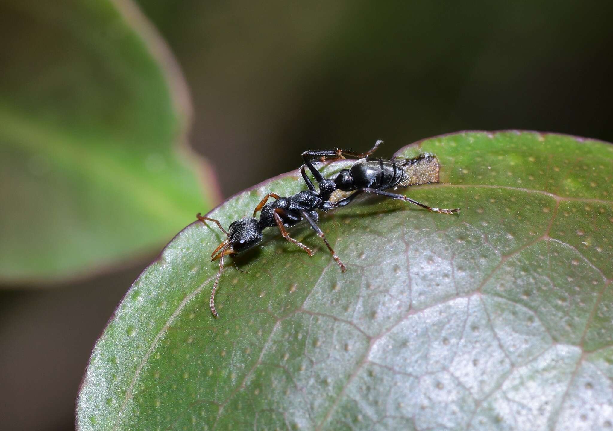 Image de Myrmecia urens Lowne 1865