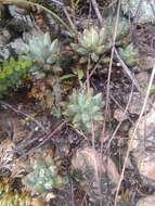 Image of Pachyphytum compactum Rose