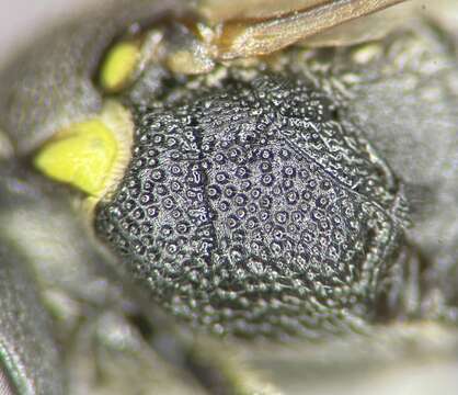 Image of Hylaeus confluens (Smith 1853)