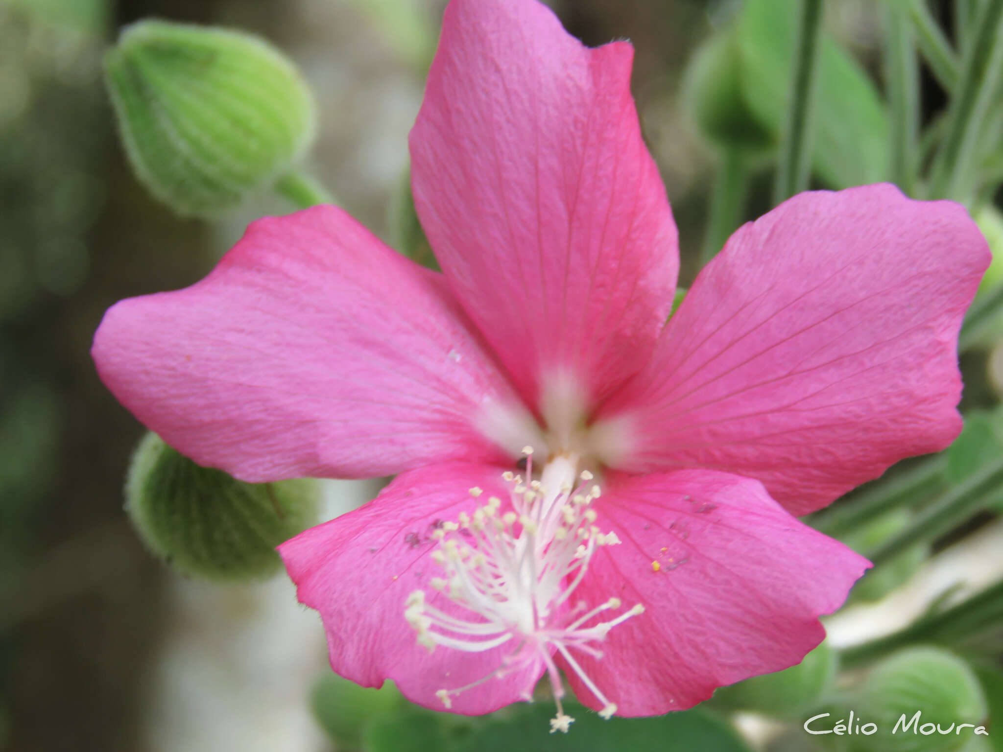 Image of Pavonia malacophylla (Link & Otto) Hemsl.