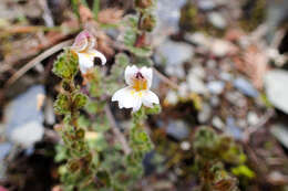 Image of Euphrasia transmorrisonensis var. durietziana (Ohwi) T. C. Huang & M. J. Wu