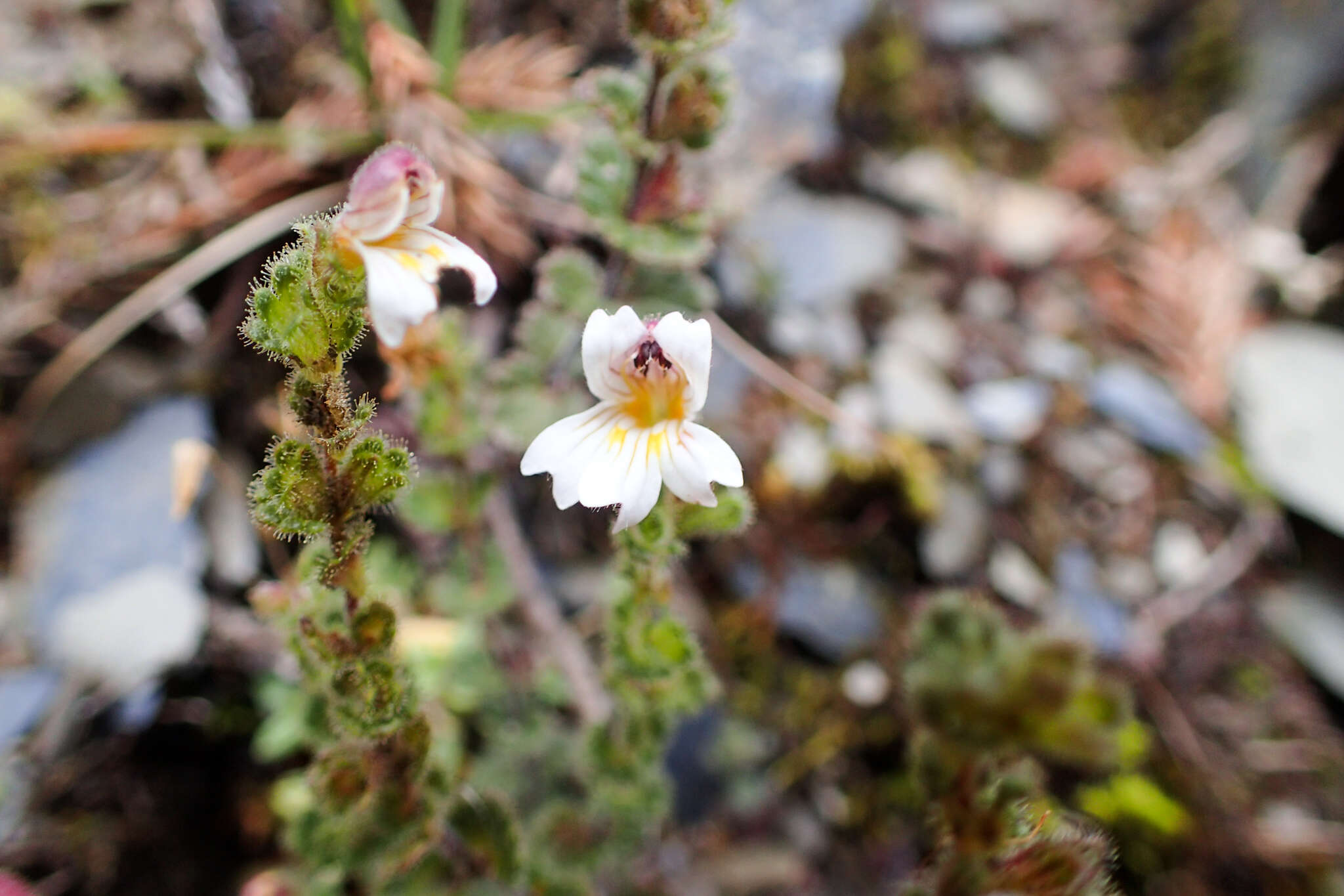 Image of Euphrasia transmorrisonensis var. durietziana (Ohwi) T. C. Huang & M. J. Wu