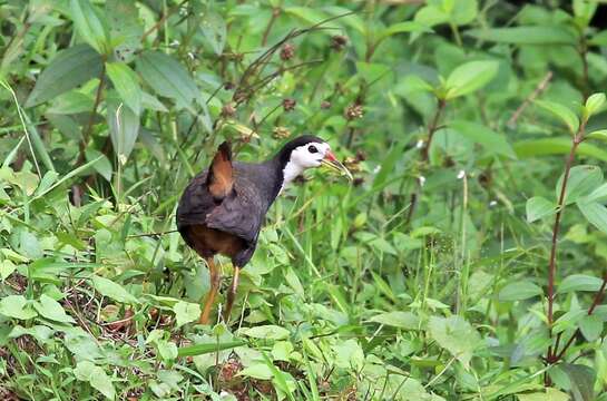 Image of White-breasted Waterhen