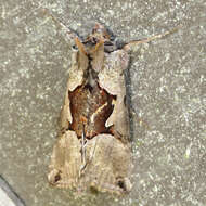 Image of Large Looper Moth, Broken-banded Y