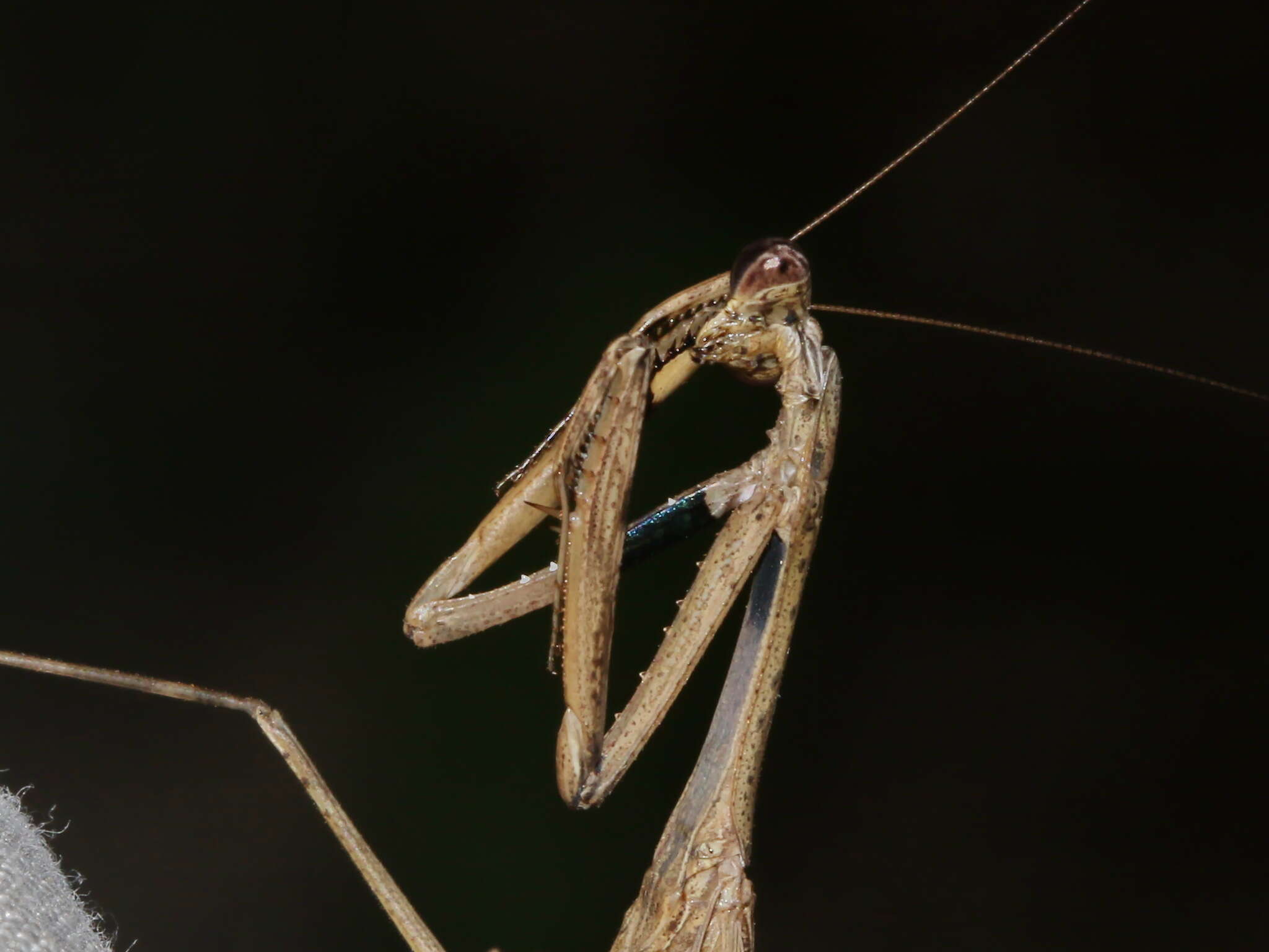 Image of Statilia nemoralis Saussure 1870