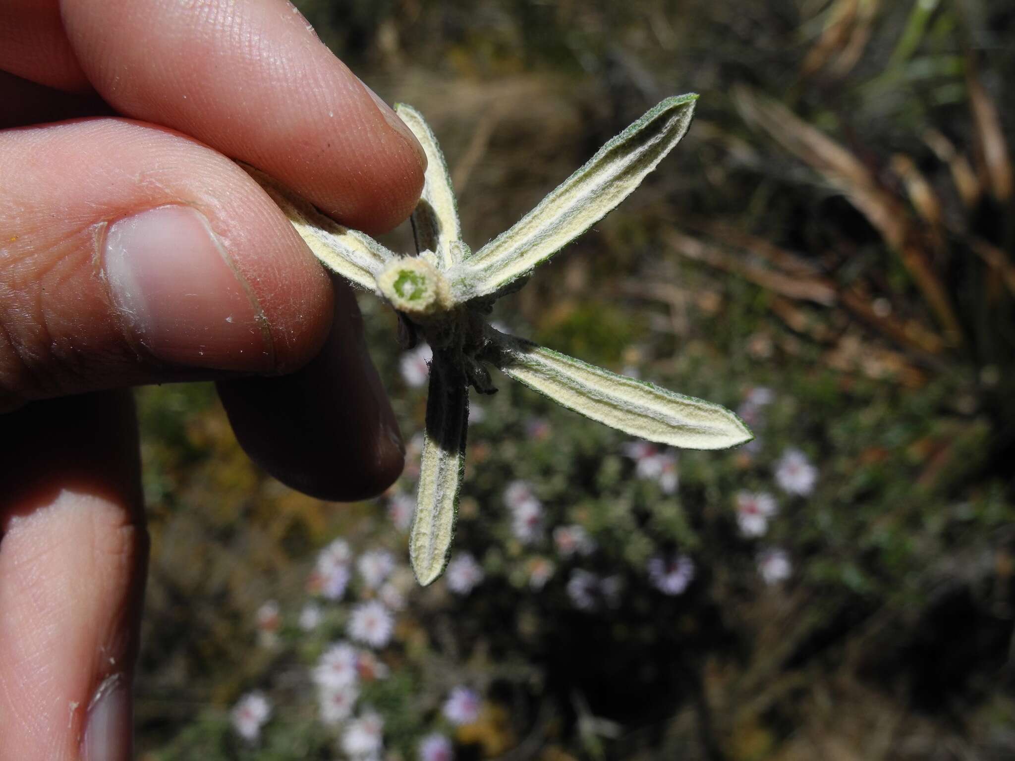 Image of Diplostephium oblanceolatum S. F. Blake