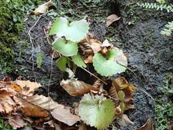 Image of Micranthes manchuriensis (Engl.) Gornall & H. Ohba