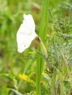 Image of Latin Thorn-Apple