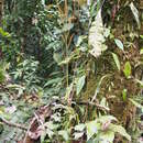 Image of Woodland Island Fern