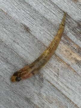 Image of <i>Rhinogobius kurodai</i>