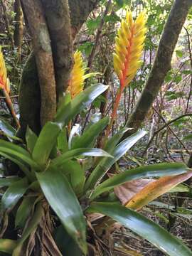 Image of Vriesea flava And. Costa, H. Luther & Wand.