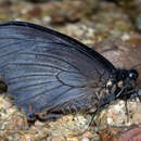 Sivun Papilio euterpinus Godman & Salvin 1868 kuva