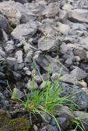 Image of Deschampsia cespitosa subsp. glauca (Hartm.) Tzvelev