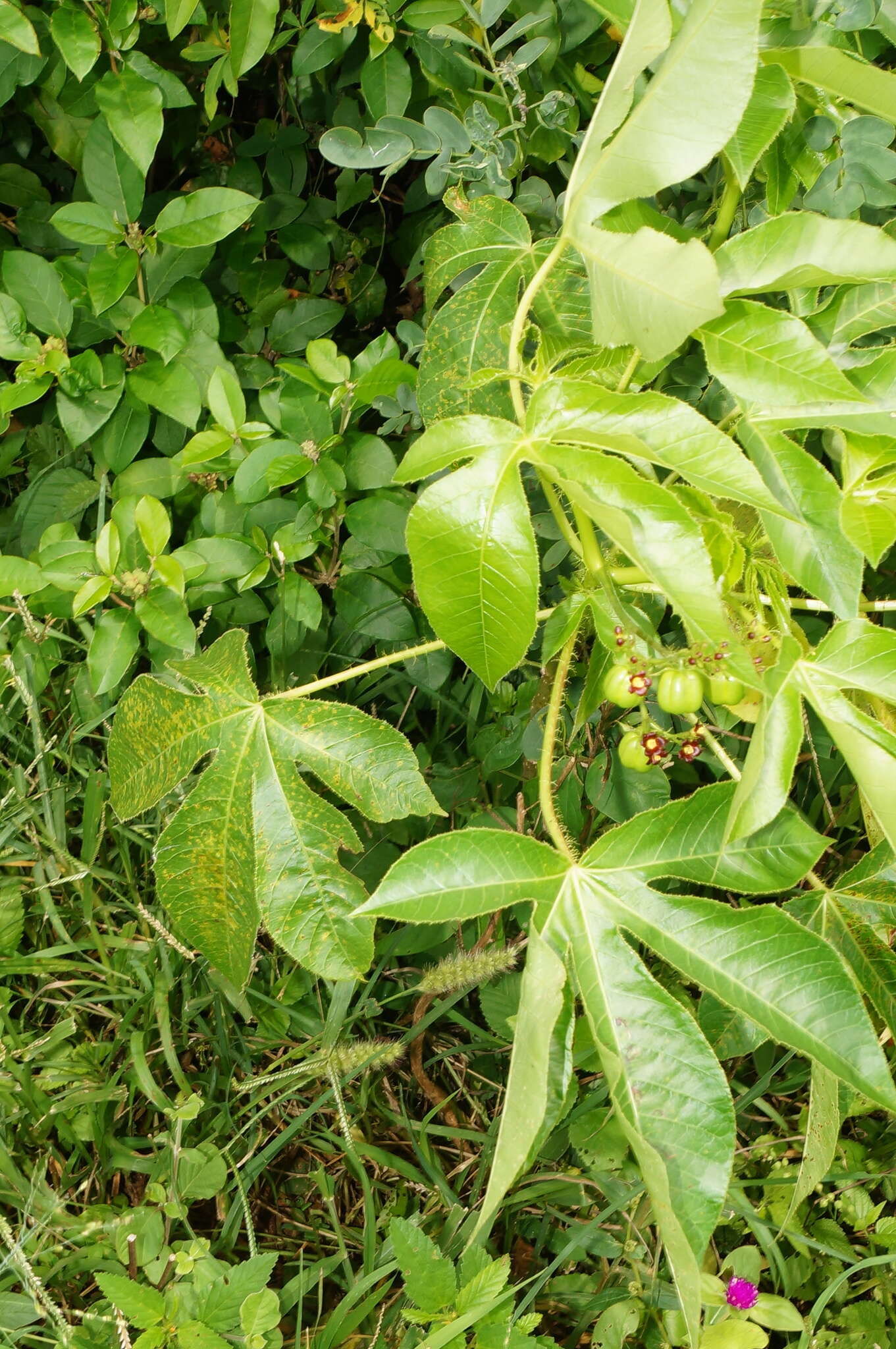 Image of bellyache bush