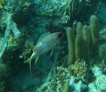 Image of Longspine Squirrelfish