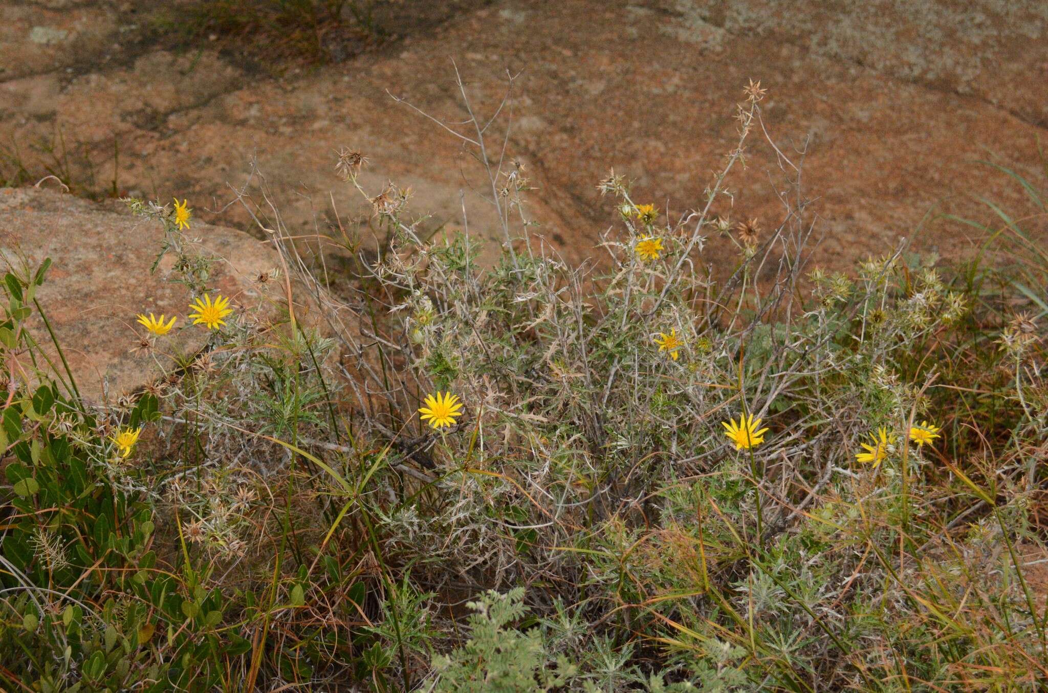 Image of Berkheya carlinopsis subsp. magalismontana (H. Bol.) Rössl.