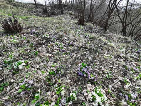 Image of Primula acaulis subsp. rubra (Sm.) Greuter & Burdet