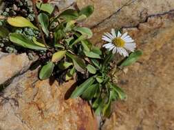 Image of Garrett's fleabane