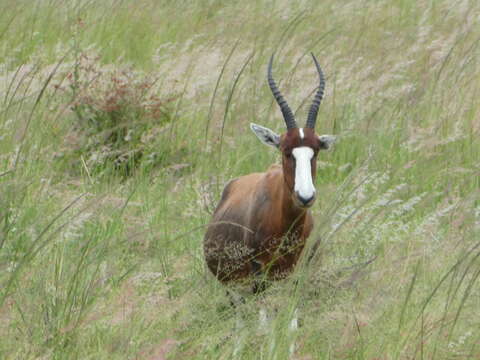 Image of Blesbok