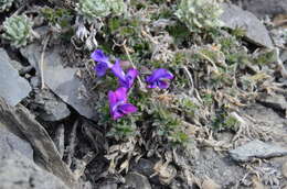 Image de Oxytropis czukotica Jurtzev