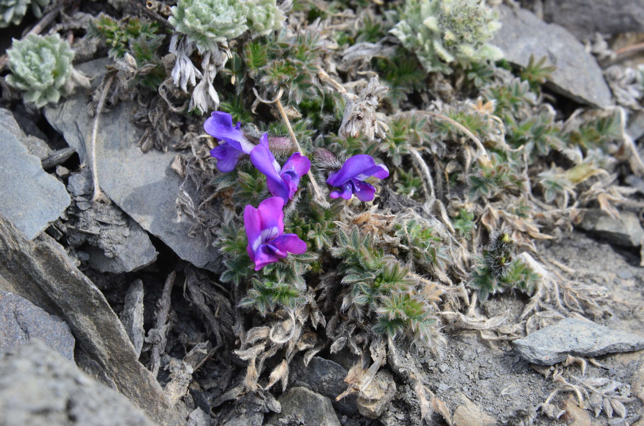 Image of Chukotka locoweed