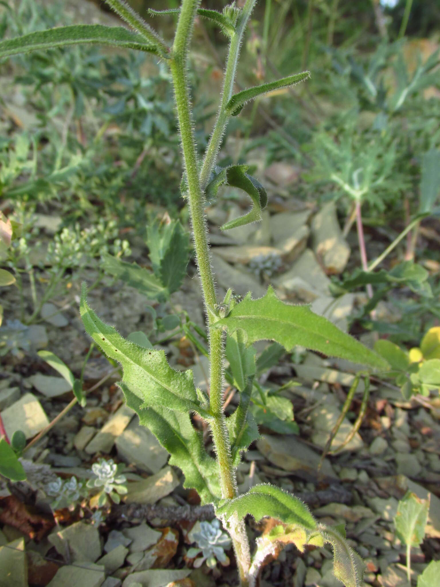 Image of smallflower oxtongue