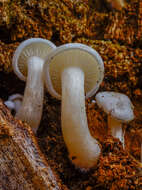 Clitocybe truncicola (Peck) Sacc. 1887 resmi