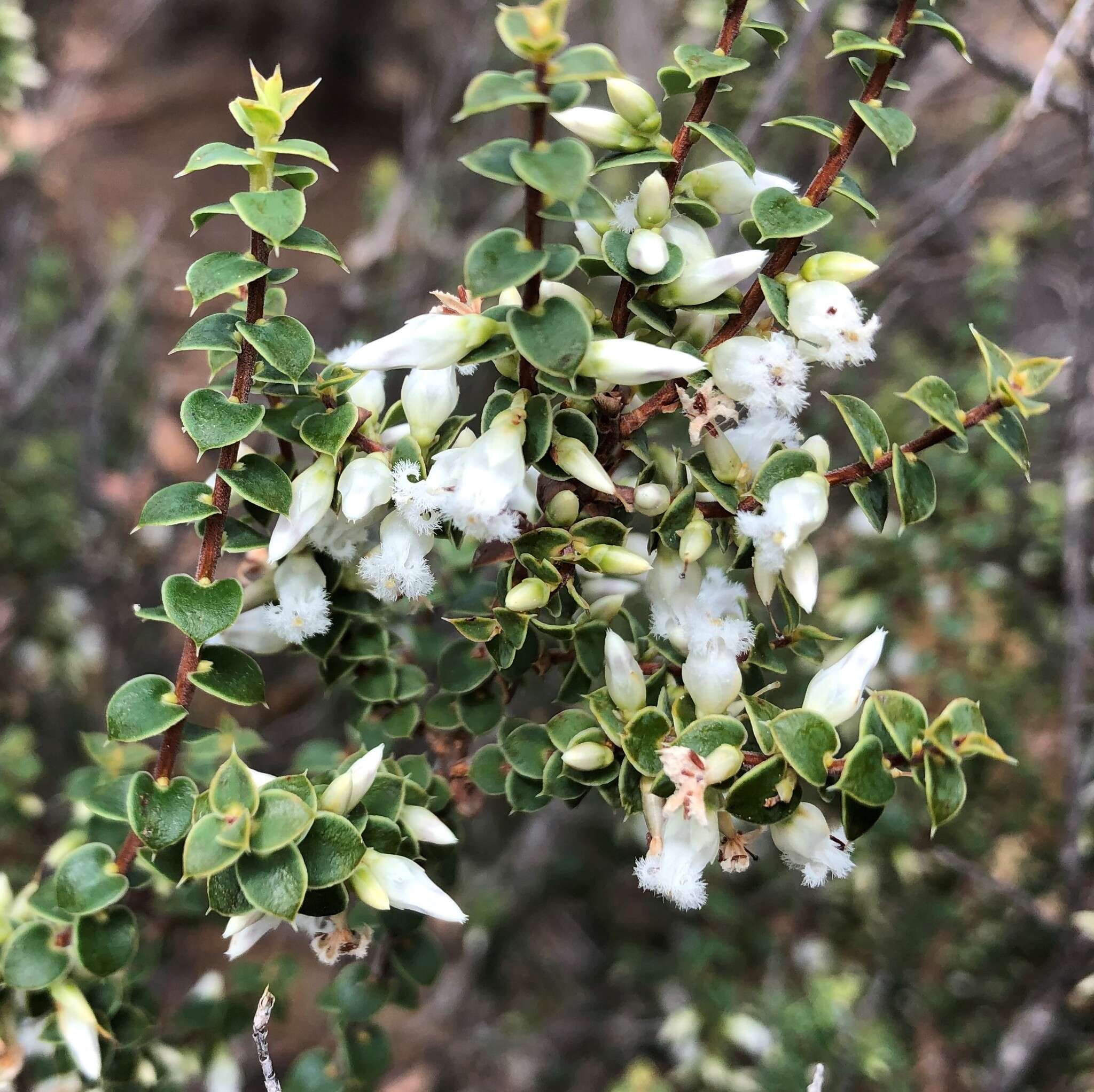 Image of Leucopogon cordifolius Lindl.