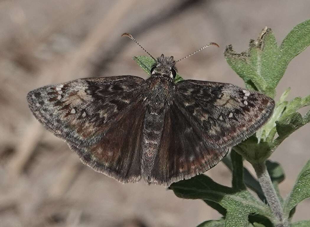 Image of Afranius Duskywing